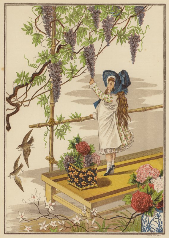 Wisteria (färg litho) av English School