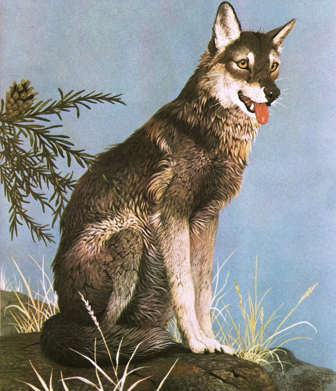 Wolfswed av English School