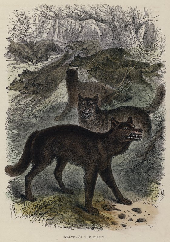 Wolves of the Forest (färgad gravyr) av English School