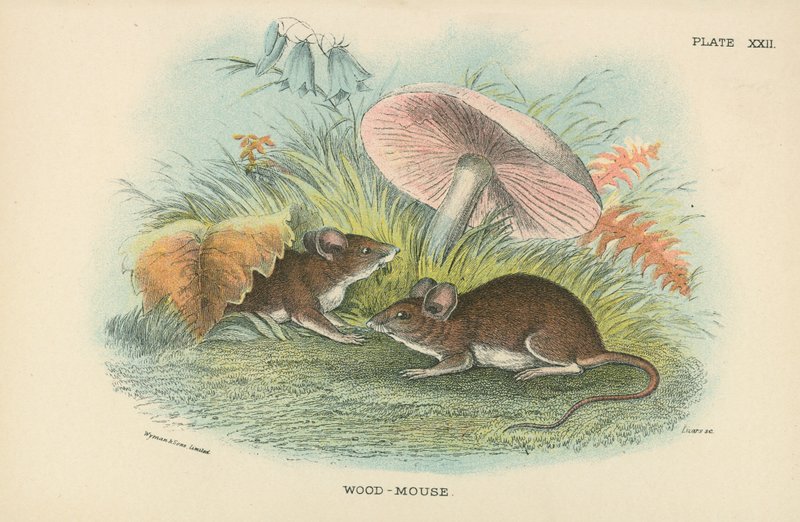 Wood-Mouse av English School