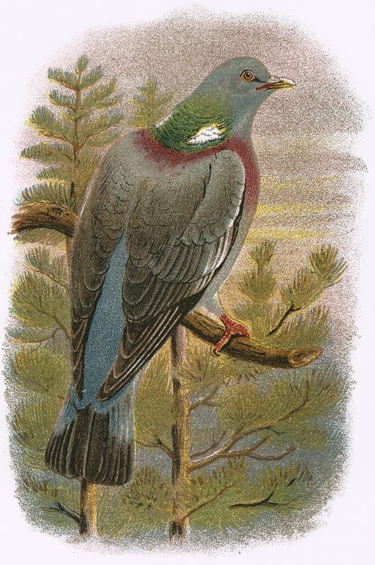 Wood Pigeon av English School