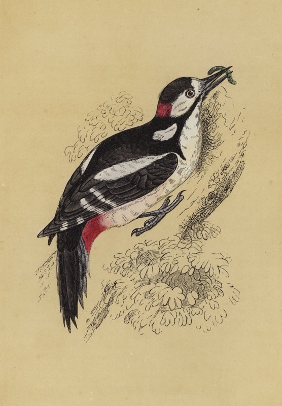 Hackspett (färg litho) av English School