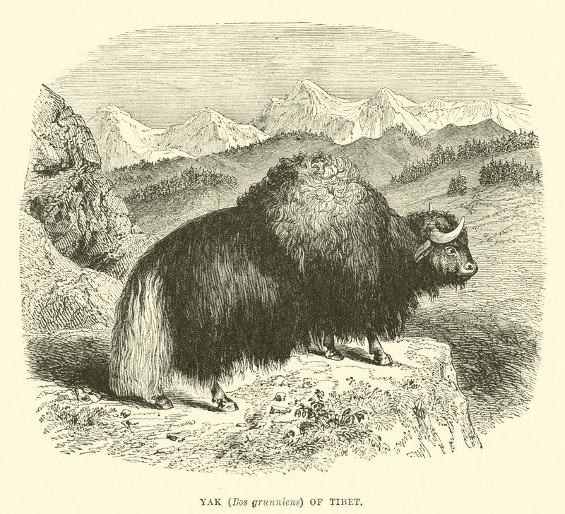 Yak (Bos grunniens) i Tibet av English School