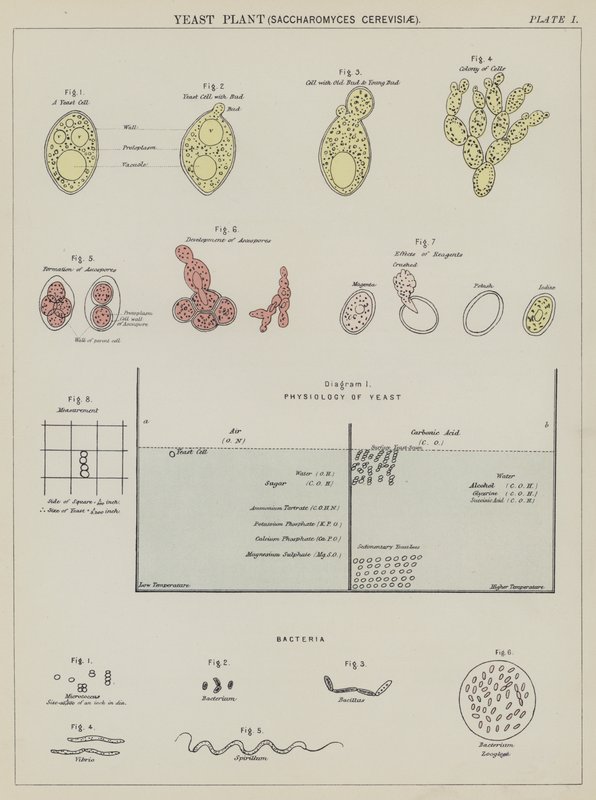 Jästsvamp, Saccharomyces Cerevisiae (färglitografi) av English School