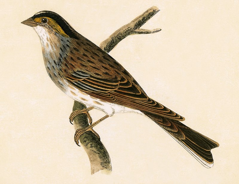 Yellow Browed Bunting, illustration från "A History of the Birds of Europe Not Observed in the British Isles" av Charles Robert Bree (1811-86), publicerad 1867 av English School
