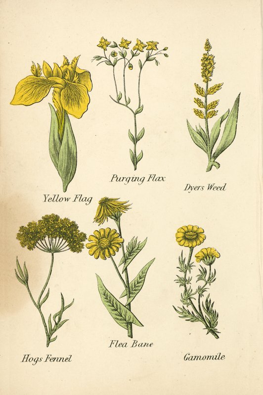 Gul flagga, reningslin, färgargräs, svinmålla, lopplosta, kamomill (färglitografi) av English School