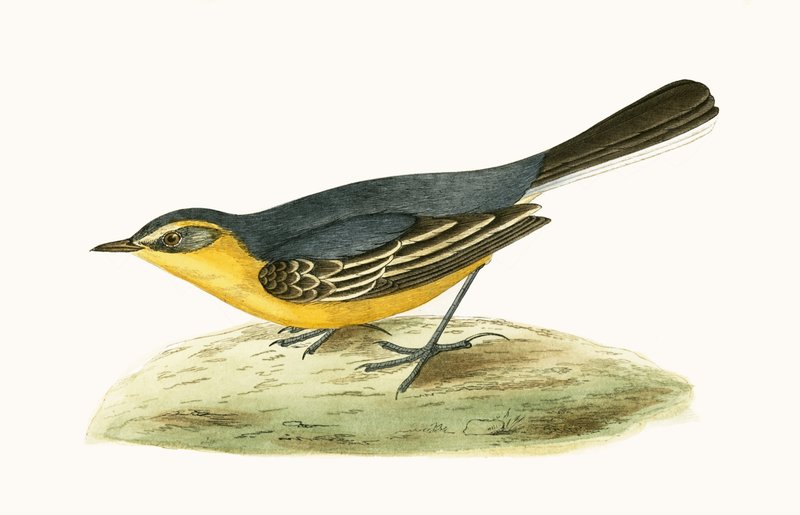 Yellow Headed Wagtail, illustration från "A History of the Birds of Europe Not Observed in the British Isles" av Charles Robert Bree (1811-86), publicerad 1867 av English School