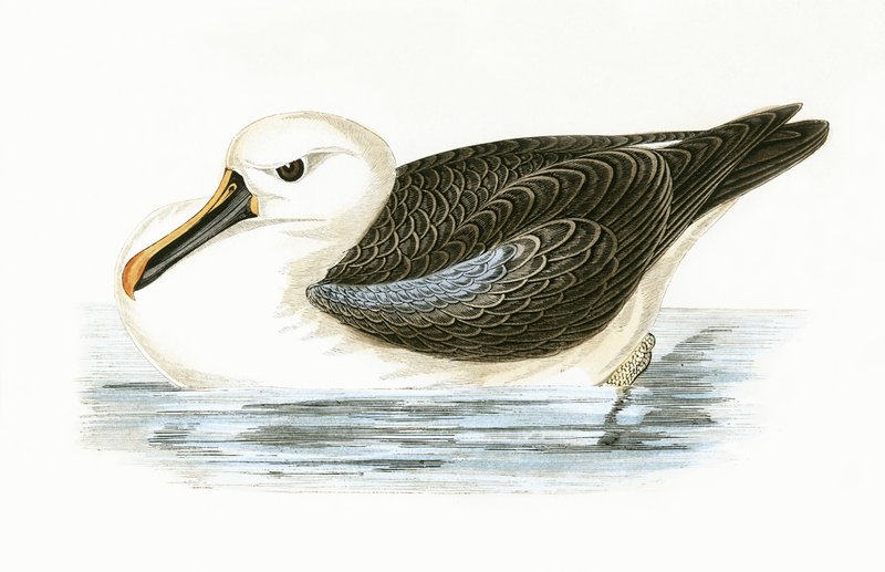 Yellow Nosed Albatross, illustration från "A History of the Birds of Europe Not Observed in the British Isles" av Charles Robert Bree (1811-86), publicerad 1867 av English School