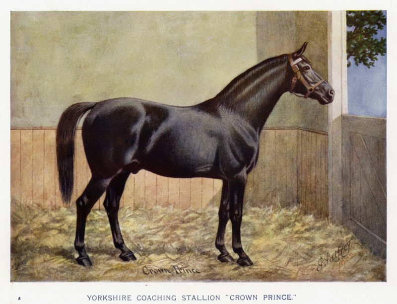 Yorkshire tränarhingst "Crown Prince" (färg litho) av English School