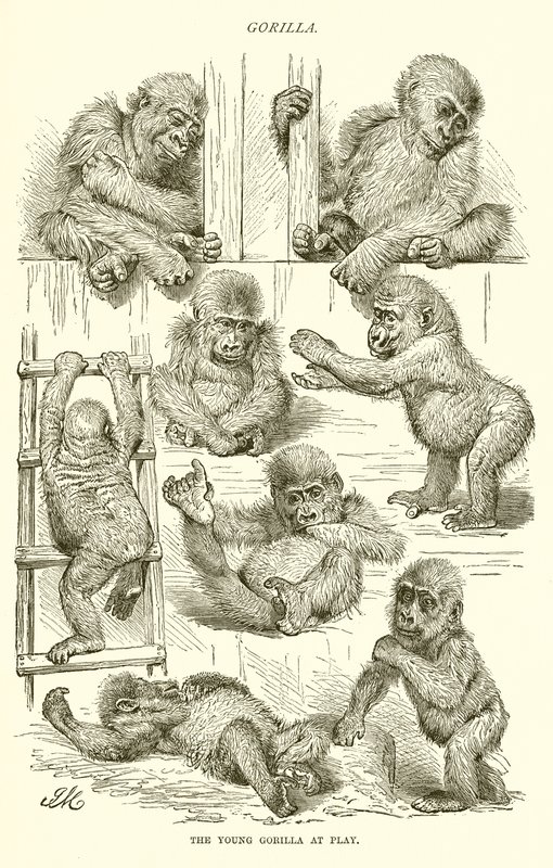 Ung gorilla på lek av English School