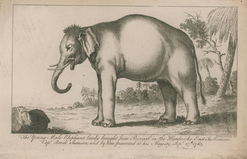 Ung manlig elefant av English School