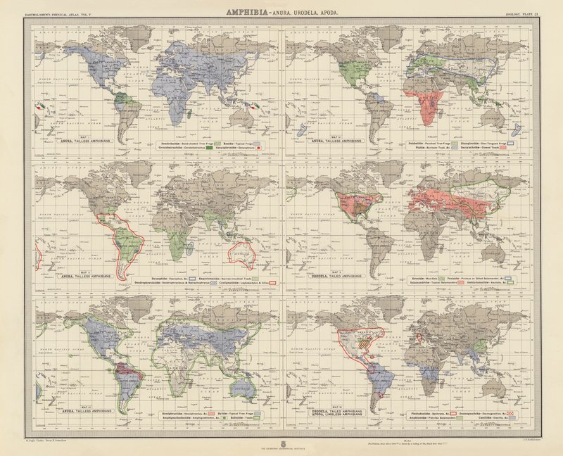 Zoogeografi: Amfibier, Anura, Urodela, Apoda (färglitografi) av English School
