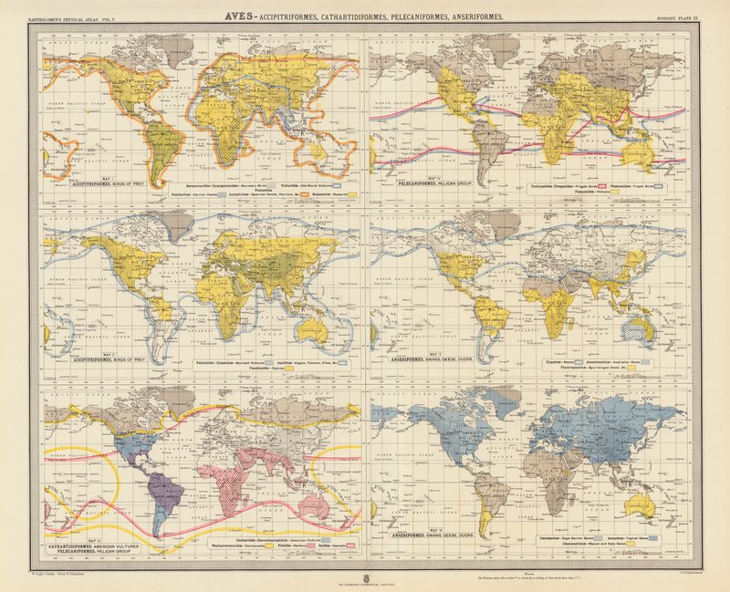 Zoogeografi: Aves, Accipitriformes, Cathartidiformes, Pelecaniformes, Anseriformes (färglitografi) av English School