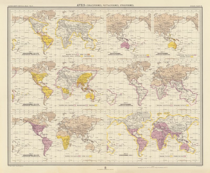 Zoogeografi: Aves, Coraciiformes, Psittaciformes, Strigiformes (färglitografi) av English School