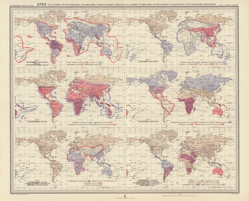 Zoogeografi: Aves, Ralliformes, Opisthocomiformes, Columbiformes, Pteroclidiformes, Hemipodii, Galliformes, Tinamiformes, Apterygiformes, Casuariiformes, Struthioniformes, Rheiformes (färglitografi) av English School
