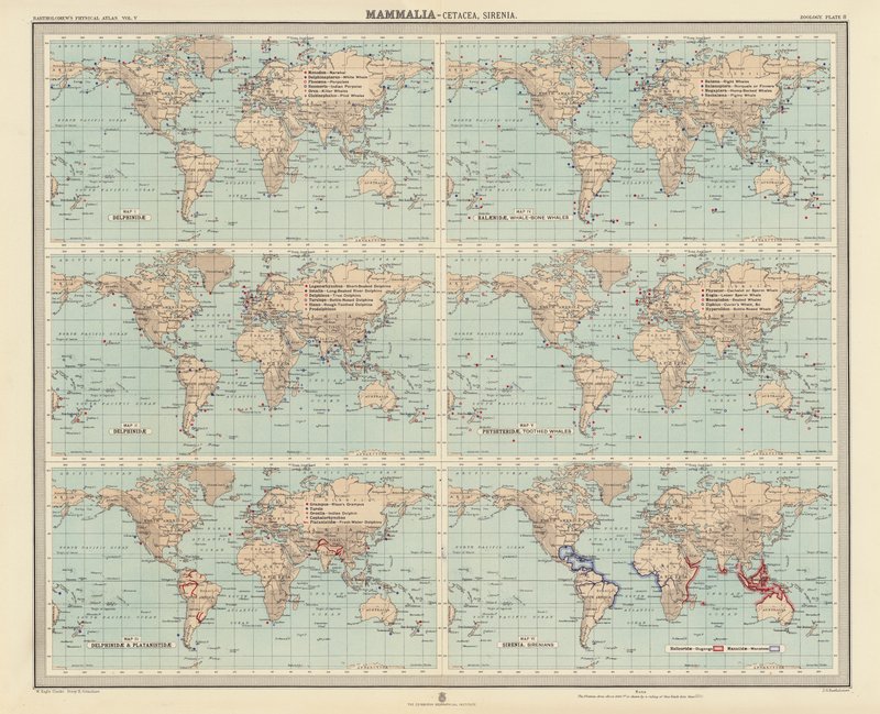 Zoogeografi: Däggdjur, Cetacea, Sirenia (färglitografi) av English School
