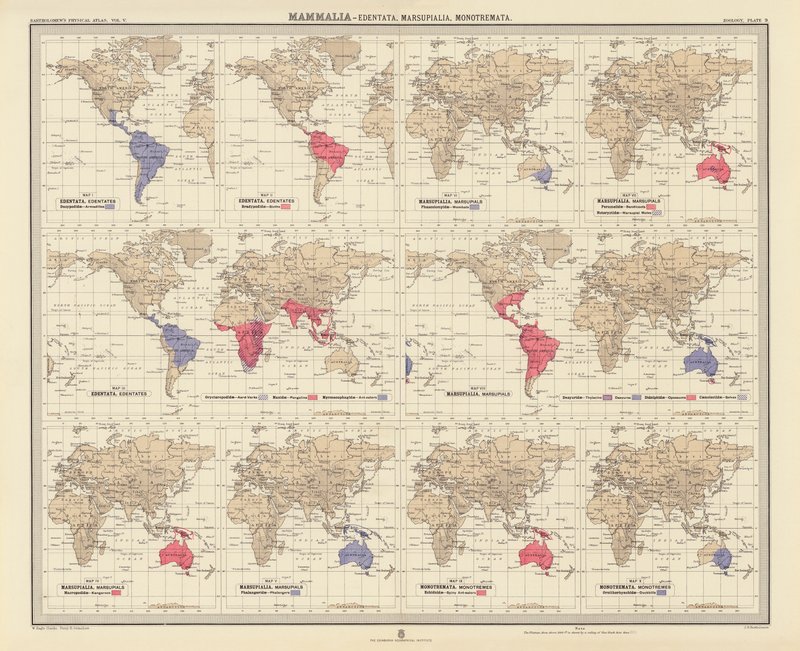 Zoogeografi: Mammalia, Edentata, Marsupialia, Monotremata (färglitografi) av English School