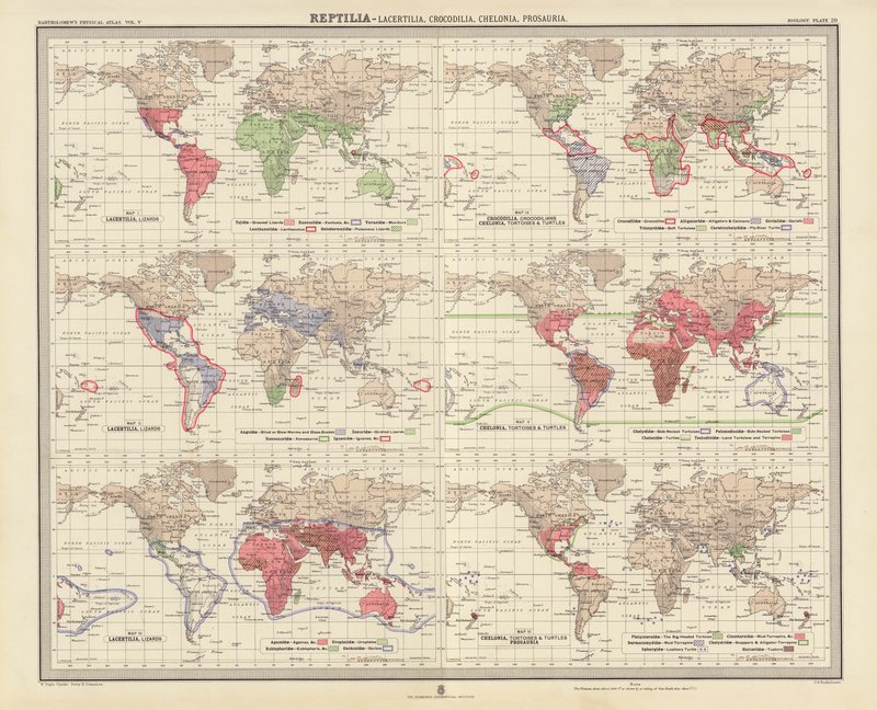 Zoogeografi: Reptilia, Lacertilia, Crocodilia, Chelonia, Prosauria (färglitografi) av English School