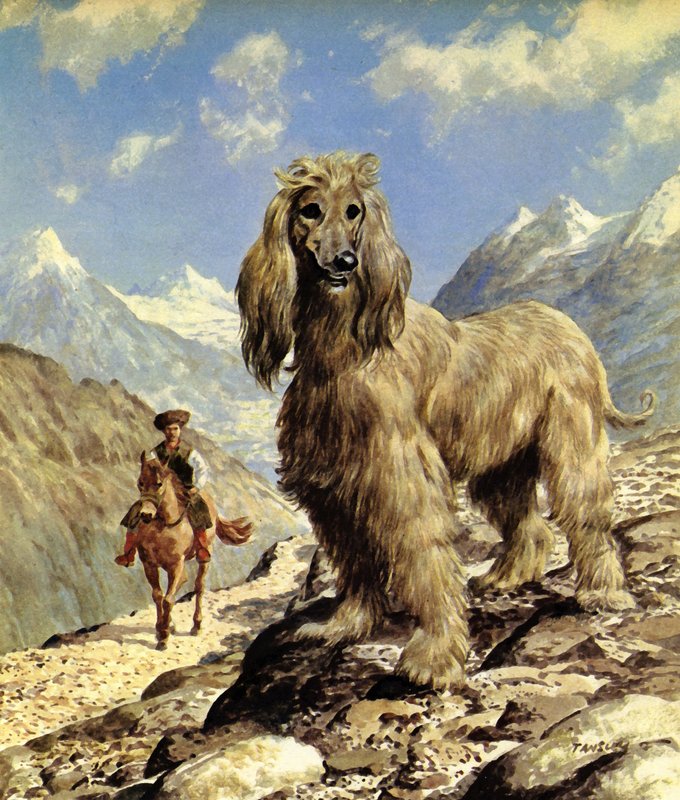 Afghan Hound (färglitografi) av Eric Tansley