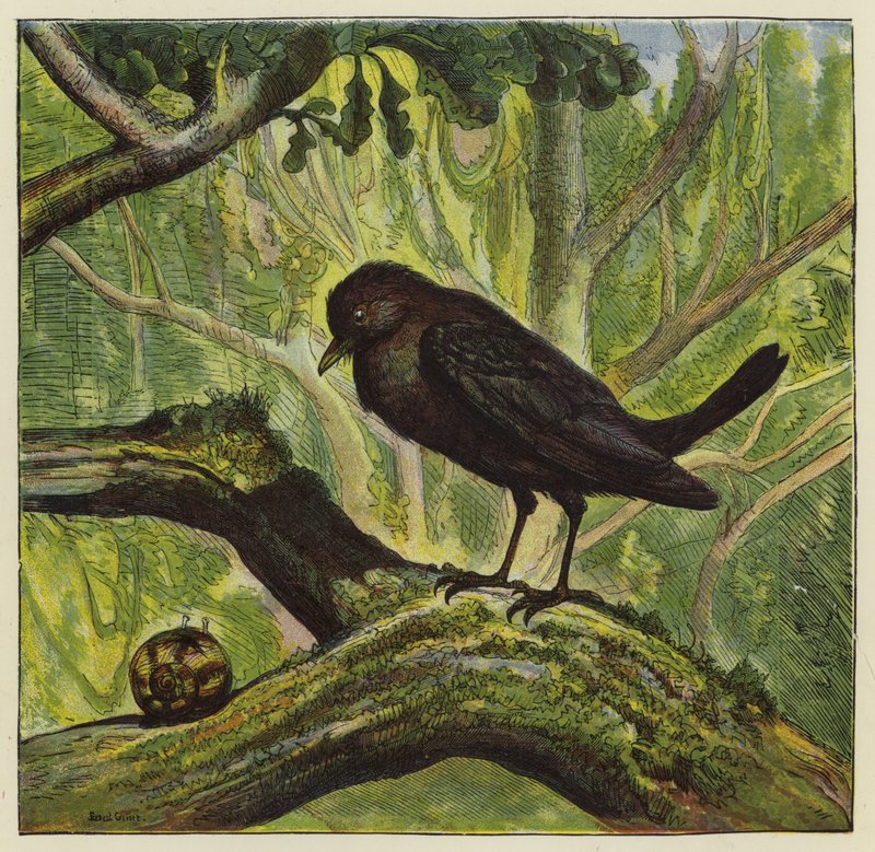 Bläckfågel och snigel av Ernest Henry Griset