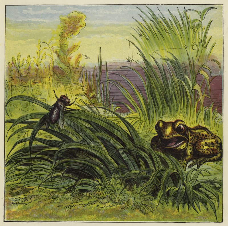Groda och fluga av Ernest Henry Griset