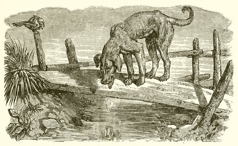 Hunden och hans skugga av Ernest Henry Griset