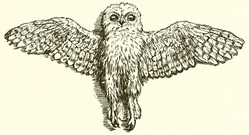 Örnen och ugglan av Ernest Henry Griset