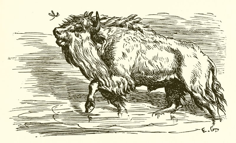Gnaten och tjuren av Ernest Henry Griset