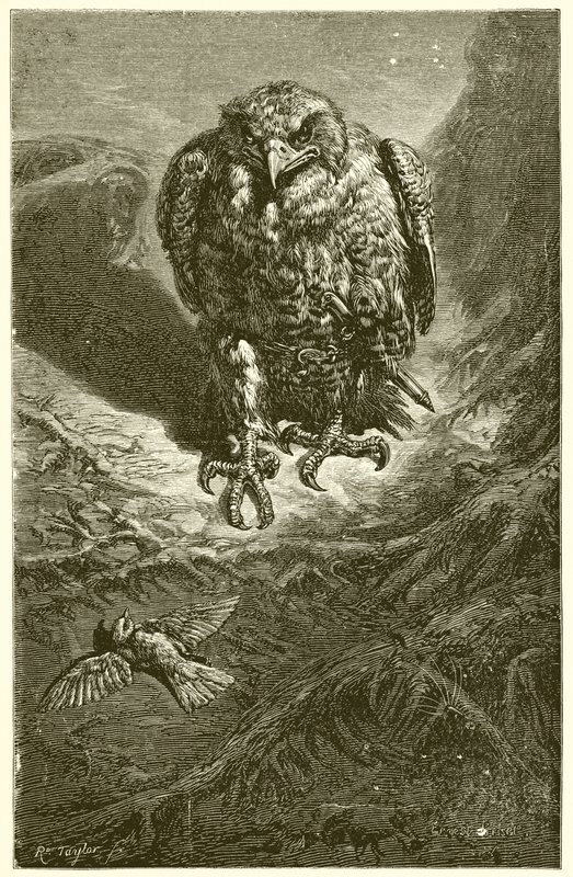 Höken och näktergalen av Ernest Henry Griset