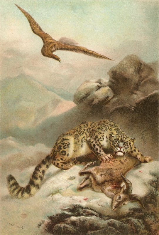 Snöleoparden och örnen av Ernest Henry Griset