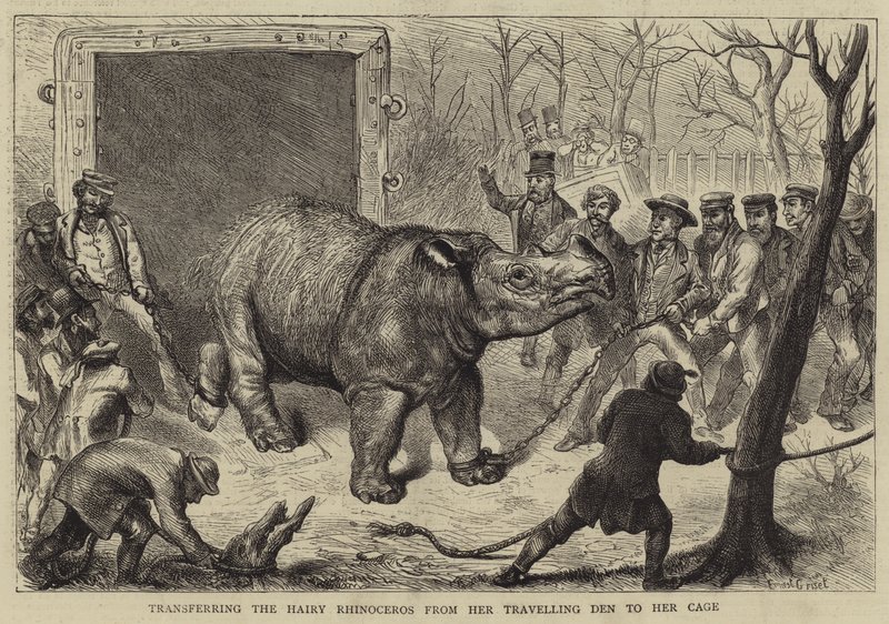 Överföra den håriga noshörningen från hennes resande håla till hennes bur av Ernest Henry Griset