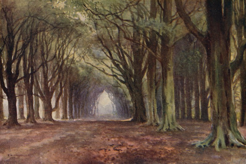 The Beech Avenue, Thoresby (färg litho) av Ernest William Haslehust