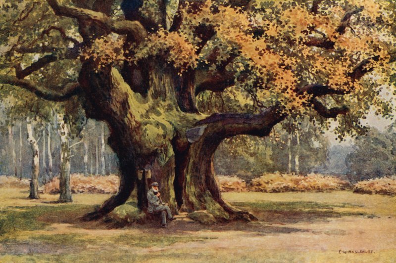 The Major Oak, Thoresby Park (färg litho) av Ernest William Haslehust