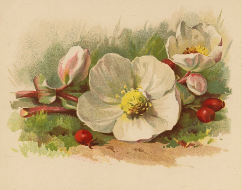 Julros och bär (chromolitho) av Ethel C. Nisbet