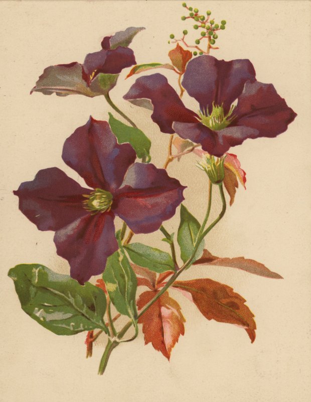 Clematis och Virginian Creeper (chromolitho) av Ethel C. Nisbet