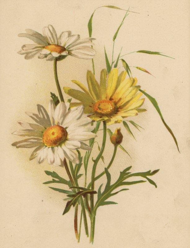 Tusenskönor (chromolitho) av Ethel C. Nisbet