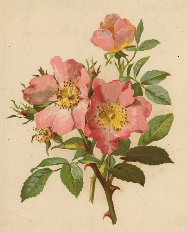 Hundrosor (chromolitho) av Ethel C. Nisbet