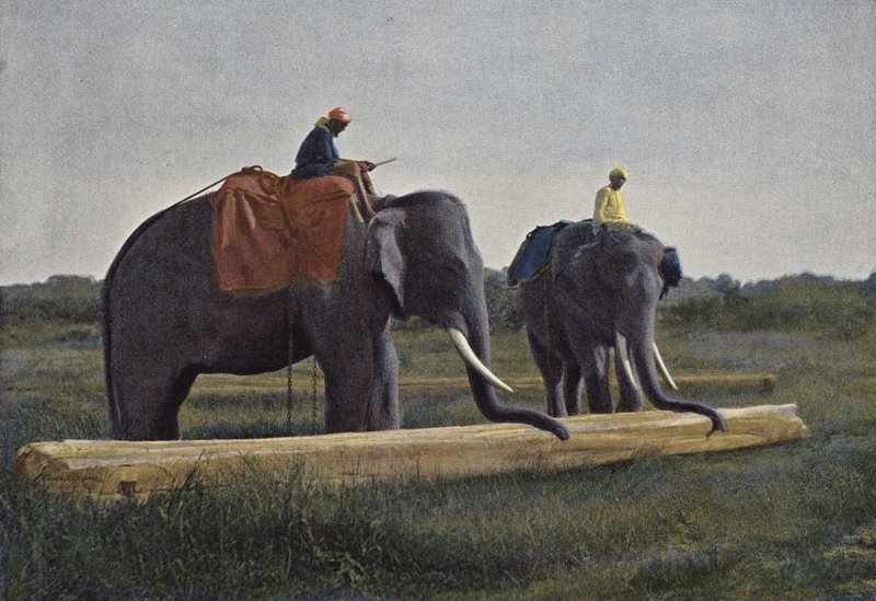 Ceylon, elefanter som drar en planka av European Photographer