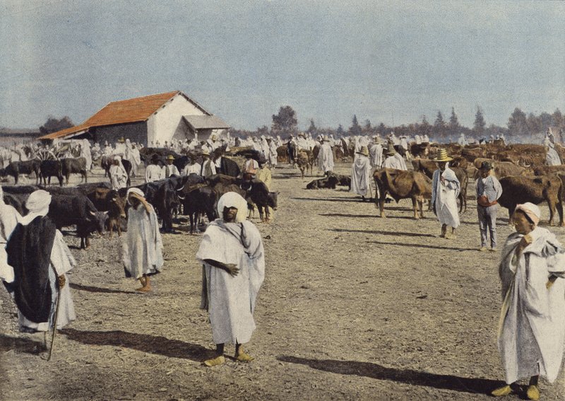 Boskapsmässa i Sidi-Bel-Abbes av European Photographer