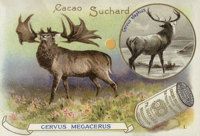Megaloceros och kronhjortar av European School