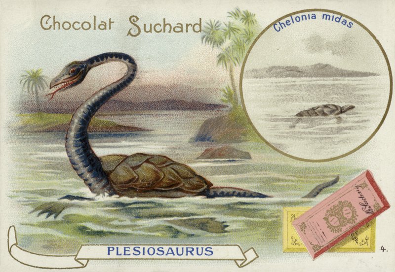 Plesiosaur och grön havssköldpadda av European School