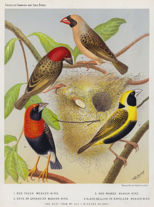 Röd-faced Weaver-Bird, Red-Beaked Weaver-Bird, Oryx eller Grenadier Weaver-Bird, Black-Bellied eller Napoleon Weaver-Bird av European School