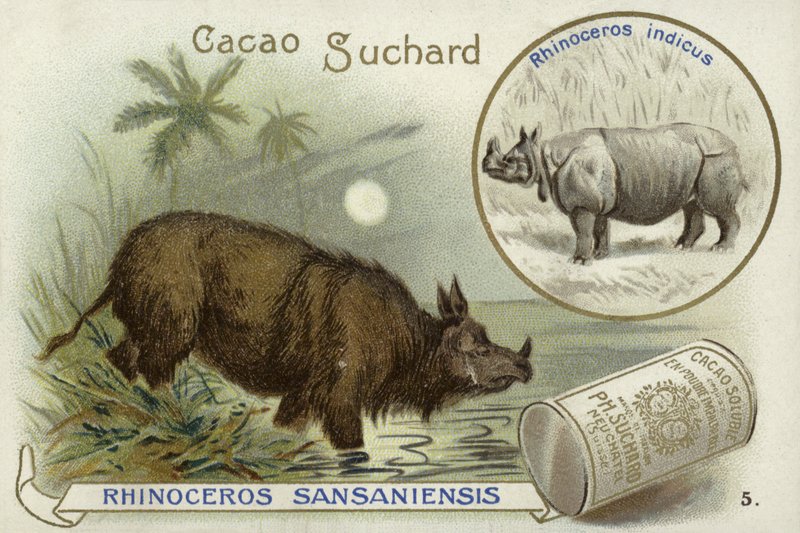 Rhinoceros Sansaniensis och indisk noshörning av European School