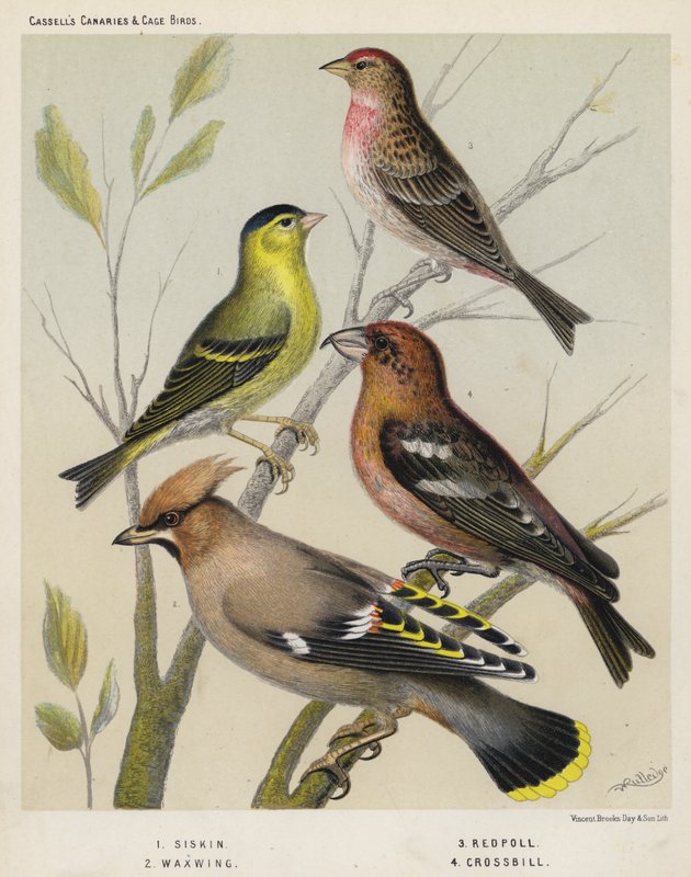 Siskin, Waxwing, Redpoll, Crossbill av European School