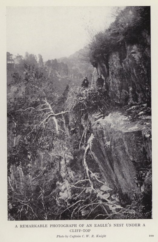 Ett anmärkningsvärt fotografi av ett örnbo under en klippa (s/v foto) av European Photographer