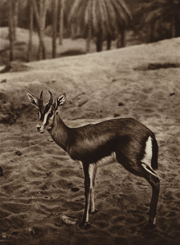 Gasell på kanten av Nefta Oasis (svartvitt foto) av European Photographer