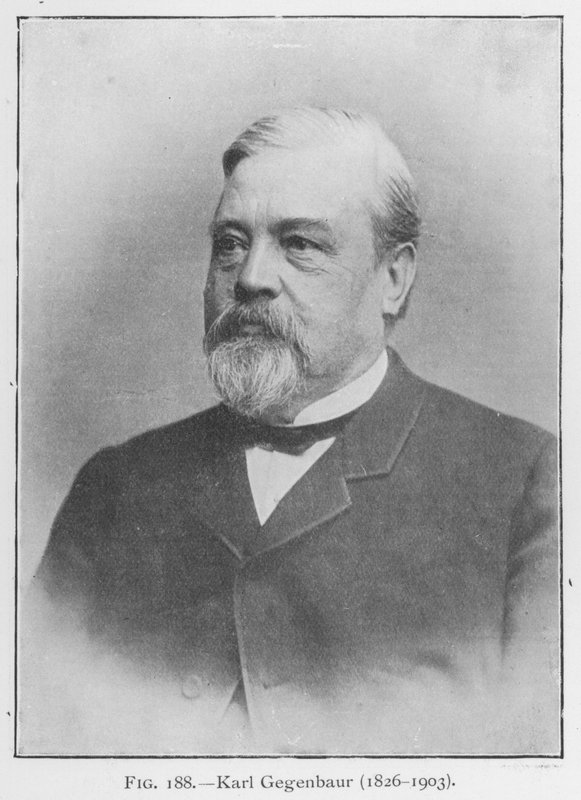 Karl Gegenbaur (1626-1903), porträtt (s/v foto) av European Photographer
