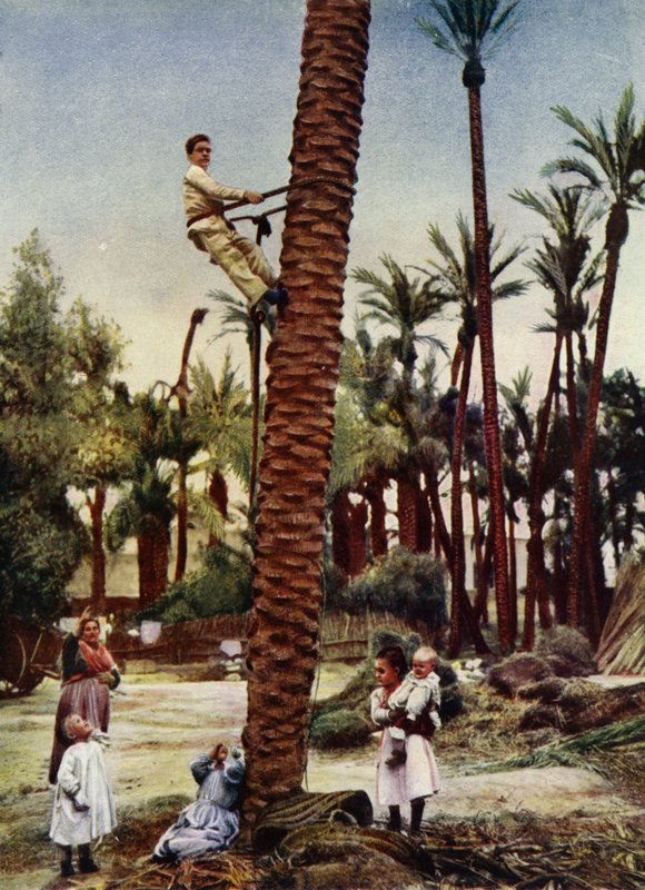 Palmlundar i Elche (foto) av European Photographer
