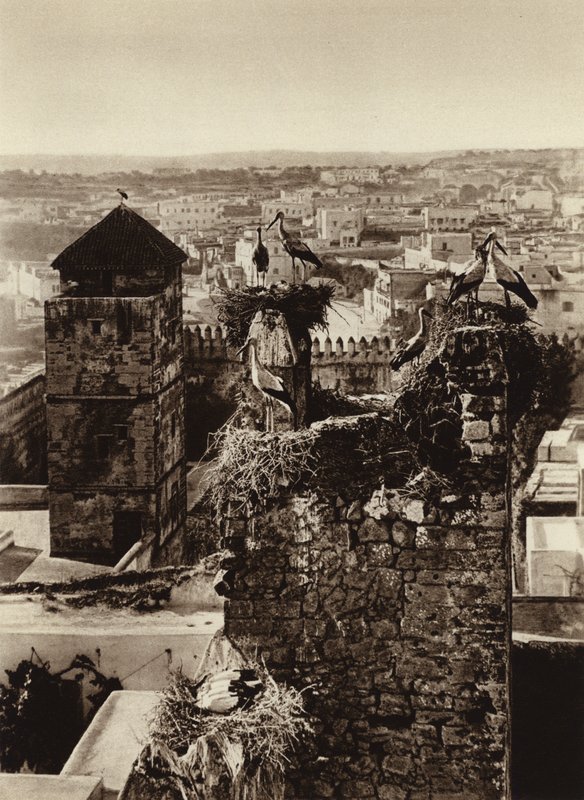 Rabat, storkar i Kasbah Oudaya (s/v foto) av European Photographer