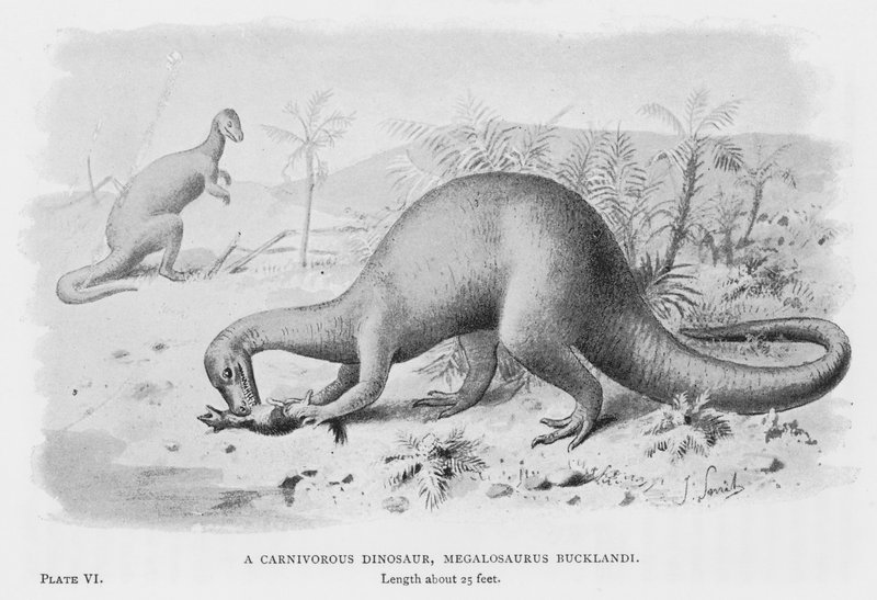 En köttätande dinosaurie, Megalosaurus Bucklandi (litho) av European School